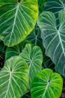 Anthurium foliage Art Print